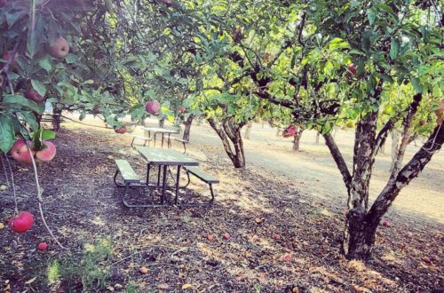 picnic benches in orchard