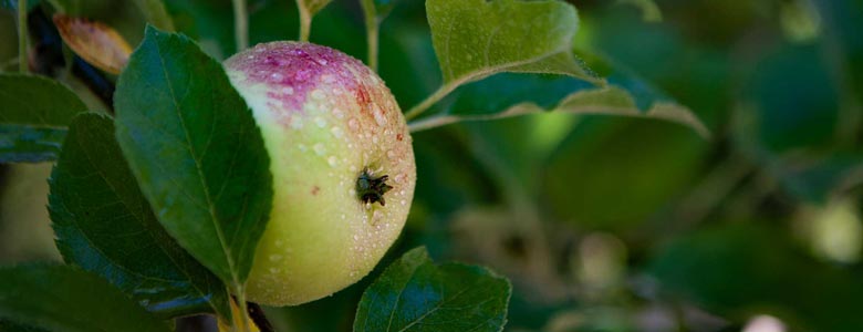 nested pale apple