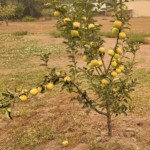 2-year-old young Mutsu apple tree