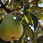 pear