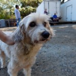Ranch dog Paquita