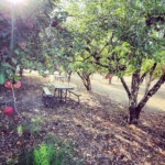 picnic benches in orchard