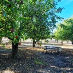 picnic benches in orchard