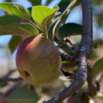 apple in shade