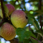 three apples on tree