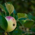 dewy apple