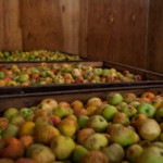 picked apples in crates