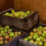 picked apples in wood crates