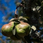three pears on a tree