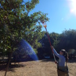 picking apples under the sun