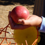 holding picked apple
