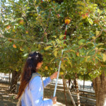 girl pulling apples from tree