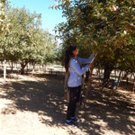 plucking apples from tree
