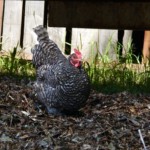 black and white speckled chicken