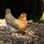 brown chicken