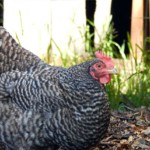 black and white speckled chicken