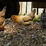 three chickens