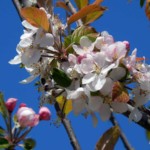 Apple blossoms