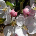 Apple blossoms