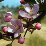 Apple blossoms