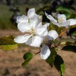 Apple blossoms