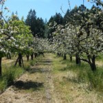 Apple orchard in bloom