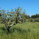 Apple orchard in bloom
