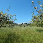Apple orchard in bloom