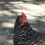 black and white speckled chicken