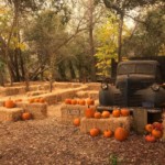 truck and hay bale maze with pumpkins
